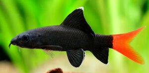 85杜文耀88662929淘宝红尾黑鲨彩虹鲨鱼小型热带鱼观赏鱼活体鱼苗