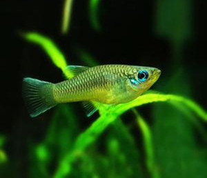 蓝眼灯鱼女王蓝眼灯小型灯科鱼活体鱼草缸造景群游鱼上层灯鱼