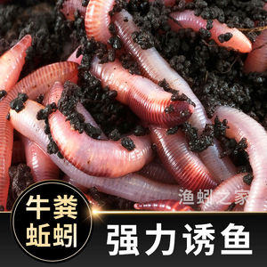 纯蚯蚓活饵活体鲜活钓鱼鱼饵红蚯蚓散装盒装黄鳝饵料牛粪蚯蚓红虫