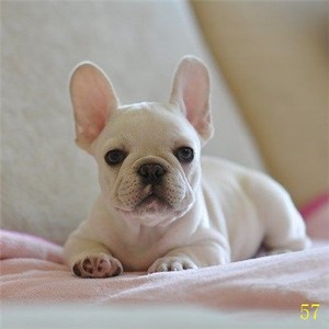 淮南纯种法国斗牛犬法牛幼犬奶油色蓝黑白花色小型犬活体宠物狗