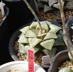 多肉植物 白银寿 大久保绿宝石 种子20粒(售罄)