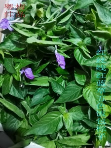 红蓝草红丝线五色饭包棕子天然染料红兰味道独特农产品食用500克