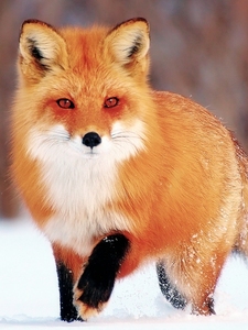 宠物huli狐狸活体白狐雪狐黑狐小狐狸幼崽活体自家养殖