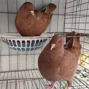 公斤鸽肉鸽特大