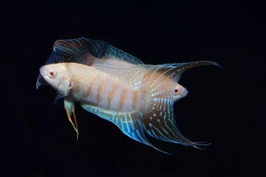 中国斗鱼 白兔红眼 白化斗鱼 冷水鱼  淡水鱼 公鱼好活耐养免打氧