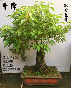 香樟树盆景树桩驱蚊盆栽客厅精品老桩