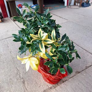 老桩金边瑞香 12-17年当年开花室内耐寒耐旱净化空气绿植木本植物