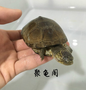 6-7cm深水龟观赏龟热带龟鱼混养剃刀龟活体麝香龟活体西非龟活体