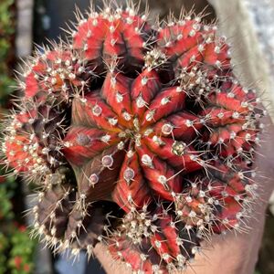 五彩光辉牡丹锦仙人球室内盆栽开花稀有米哈多肉植物办公室防辐射