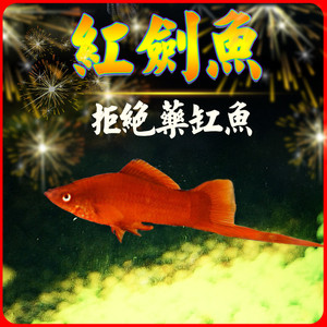 高鳍红剑鱼菊花帆红剑狼牙帆红箭鱼活体热带观赏鱼苗种鱼刀公