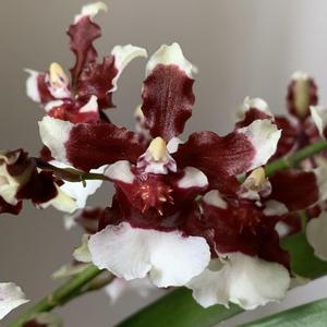 特价新泰国香水巧克力浓香水味大型文心兰红色兰花红色香水跳舞兰