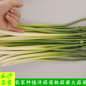 长沙农家 湖南新鲜蔬菜露天种植蒜苗洋蒜苗粗蒜苗本地大蒜苗500g