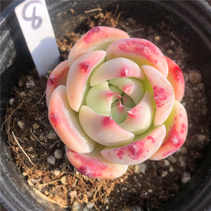水蜜桃 多肉植物 精控水蜜桃 一物一拍 办公室阳台观赏盆栽花卉