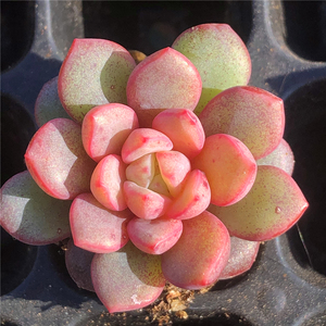 勿忘我 溏心 多肉植物 一物一拍韩国精品 办公室阳台绿植盆栽趣味