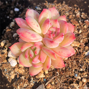 ak玛利亚多肉ak玛利亚果冻色韩国正品一物一拍办公室阳台绿植花卉