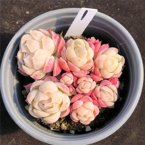 胭脂贝瑞 多肉植物群生整株 一物一拍办公室阳台观赏绿植花卉趣味