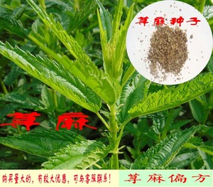 荨麻种子 螫麻子 名贵药材 有偏方 能吃 能药用 易活 种法 见详情