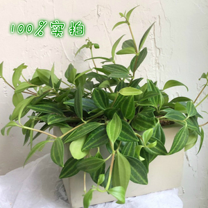 钻石翡翠盆栽绿植物创意圆叶吊兰四季ins卫生间家庭小型桌上花架