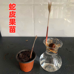 泰国印尼蛇皮果苗树种子苗水培土培稀有果树南北方四季种植包邮