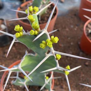 85宏优家居旗舰店天猫三角柱三棱箭多肉嫁接用仙人掌科蟹爪兰球植物