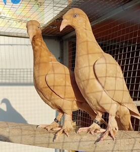 精品黄色魔鬼喜鹊鸽子种鸽活体一对大毛脚观赏鸽可孵化受精蛋种蛋