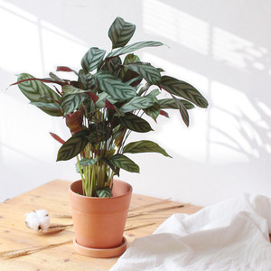 loveshare爱享 飞羽竹芋飞宇室内客厅观叶植物带土盆栽净化空气