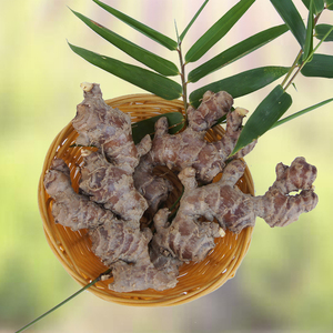 风姜新鲜风姜月子姜高良姜高凉姜小良姜月婆鸡姜种子包邮