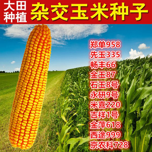 大田基地种植杂交玉米种子 高产大穗抗病国审玉米种子先锋335苞米