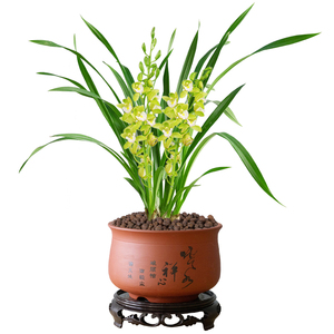 高档兰花盆栽香兰建兰苗室内四季兰花卉绿植办公室客厅桌面小盆景