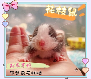 花枝鼠宝宝飞象耳手奶亲人网红萌宠幼崽小仓鼠卷毛直毛均有包售后