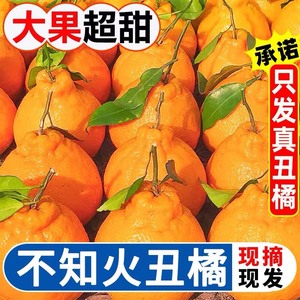 【当季上市】四川丑橘不知火橘子丑八怪丑柑橘甜新鲜整箱包邮耙耙