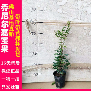 乔尼尔嘉宝果树嘉宝果树苗乔尼尔加宝果苗台湾嘉宝果树乔尼尔果树