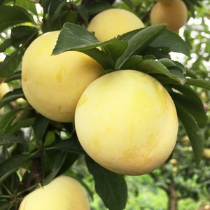 黄心李子新鲜水果当季整箱10斤孕妇酸甜大青李珍珠李三华李5包邮