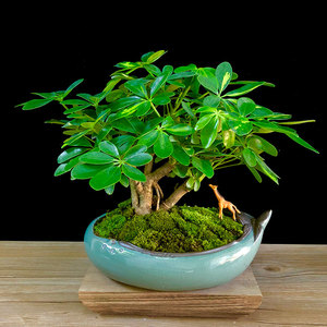 七叶莲鸭脚木盆栽鸭掌木发财植物室内好养四季常青招财小绿植盆景