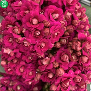 长寿花丽娜经典紫色纯色大花重瓣复色四季开花多肉窗台庭院基地