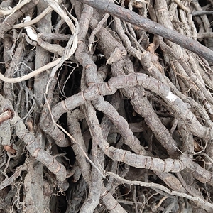 黑老虎根小钻广西野生钻骨风过山风风沙藤冷饭团钻山风500克包邮