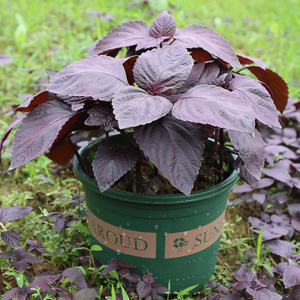 湖南紫苏苗盆栽大叶双面紫色种植紫苏子种籽紫苏叶新鲜食用去腥味