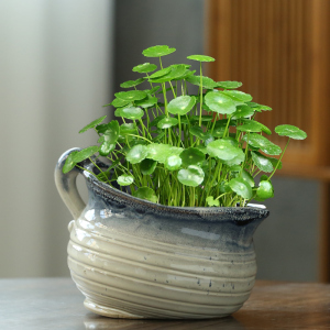 铜钱草花盆水仙盆睡莲碗莲无孔金钱陶瓷清仓水养水培专用多肉大号