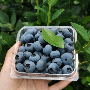 绿宝石云南大蓝莓当季现摘现发新鲜水果抚仙湖顺丰包邮一盒125g