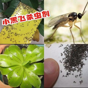 植物灭小黑飞虫专杀虫剂专用杀虫药灭小飞虫的药花盆土壤除黑飞净