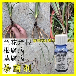 恶霉灵兰花病专用药杀菌药根腐病黑斑病茎腐病消毒多菌菌灵烂根药