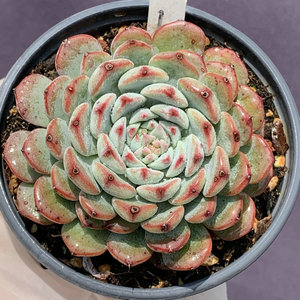 粉姬莲 阳台窗台室内状态好一物一拍多肉植物新手好养小e多肉园