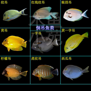 活体海水鱼眼眉红线纹吊黄吊柠檬吊一字吊虎纹西瓜吊活体蓝吊奶嘴
