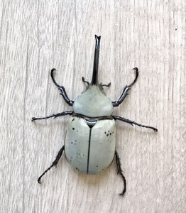 野生超白无斑美西白兜l1幼虫(甲虫,锹甲,兜虫,金龟)