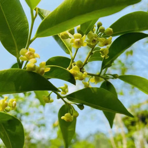 土沉香花泡茶煮水正宗海南沉香花白木香叶奇楠沉香干花叶养生助眠
