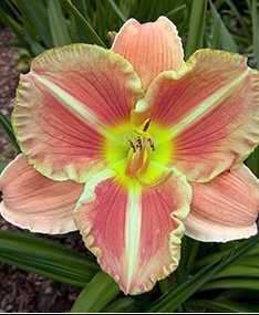 进口大花萱草:静脉/贝恩斯的真相hemerocallis veins of truth