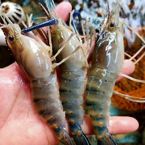 鲜活冷冻罗氏虾新鲜特大基围虾沼虾河虾速冻大头鲜虾虾类海鲜水产