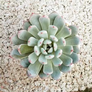 绿源多肉花坊 比安特 雪爪 叶插苗 多肉 多肉叶片叶子发芽有根小