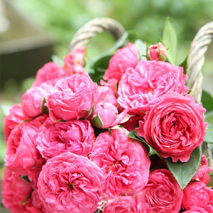 乔治一世国王月季