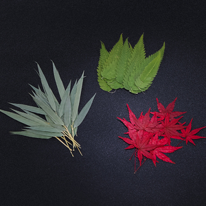 酒吧传奇 酒吧鸡尾酒创意装饰物 干花竹叶猴腿蕨红枫叶子植物标本